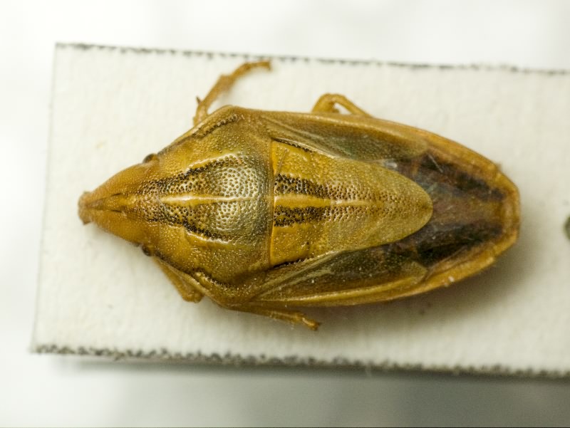 Aelia furcula Fieber, 1868